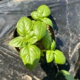 バジル間引き（１本）