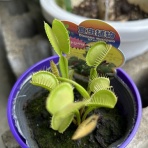 ACTIS FLOWER＆GARDEN GREEN　　プチ*フルール