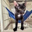 里親さんが決まった猫たち(2/13～)