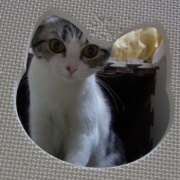 短い猫生だったナナの命日は25枚の写真で