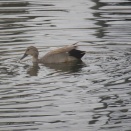 柏の葉キャンパス駅近郊の水鳥と山野の鳥観察記(タシギの嘴先端のしなやかさ)