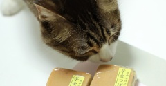 秋の菓子と猫。