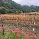 すみだ山の会（2026年10月例会報告）