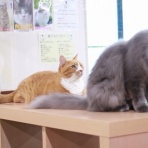 猫カフェ ねこまんまBlog