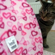 猫ベッドの順番待ちをする大きな猫