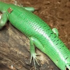 『爬虫類入荷情報！！』の画像