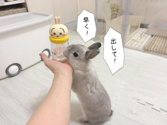 うさぎのルリ(10/5追記)