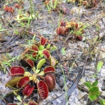 サイエンスジャーナル