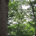 2026金龍寺のアオバズクを撮る8🦉📸（太田市）
