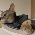 悠然とペロリ