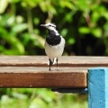 2026年6月17日の野鳥公園