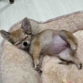 すやすや眠る仔犬ちゃん達
