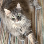 まさかの肺がん、手術後3年半で再発？