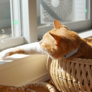 世界猫の日2026、現在のわがにゃ。