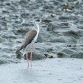 2026年9月6日の野鳥公園