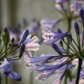 梅雨の花 咲き誇る