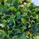 葉かき栽培のホウレンソウ　2/28