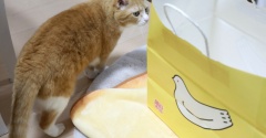 袋より姐さんが好きな猫。