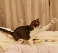 フェイク・やんまを追う猫。