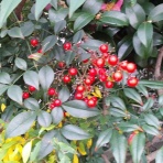 ∞ チャンスの輪 ∞ チャンスガーデン ∞