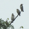 2026年9月11日の野鳥公園