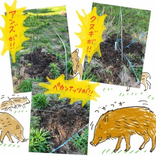 はなうた♪　イラストレーター☆シミキョウ