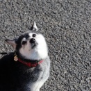 猫の日のアローズセールと稲庭風細うどんとくら寿司