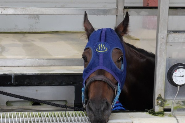 サンデー速報 なんj競馬部