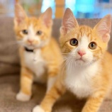 『【子猫】かきあげ君 里親募集中です』の画像