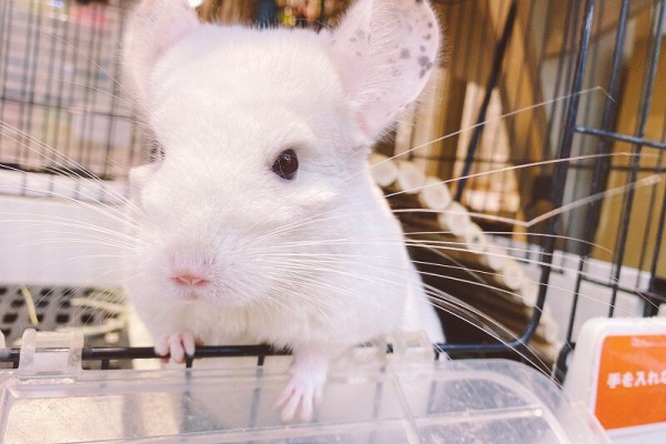 小動物専門店nature S ワンラブゆめタウン光の森店