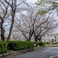 4月6日に行った公園の桜