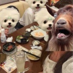 やぎこ、大海を知りたい。