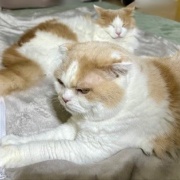 食欲不振のこゆきに寄り添うメルシー