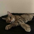 階段ハンモックは男の子たちに大人気
