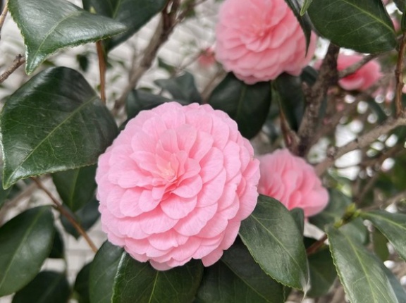 海外「それは椿という花だよ」世界でも人気がある日本原産の庭木・椿に対する海外の反応