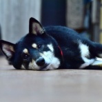 ちょいとそこログ