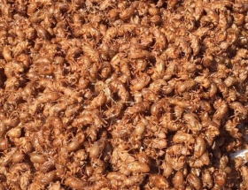 【画像】中川翔子さん、毎年恒例のセミの抜け殻芸を披露ｗｗｗｗ