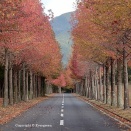 パインレークゴルフクラブの紅葉