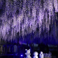 潮音寺の藤棚
