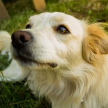 『犬と飼い主さんの間で「正の強化で作り上げた問題行動」に介入するには』の画像