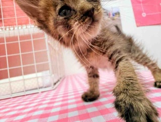また子猫ですか！？と言われました
