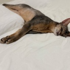 脱力ぼくちん