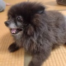 黒くん（旧ポーくん）の近況報告