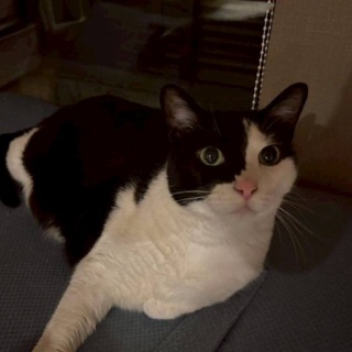 NPO法人 福井犬猫を救う会