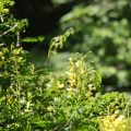 県央某所山麓で花探し