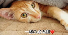 ジーローのずっとのおウチ