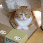ミミオレ。