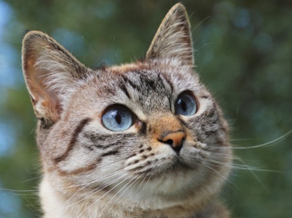 猫さん、人間相手のときだけ鳴き声を可愛く変えていた