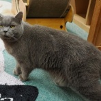 猫カフェ ねこまんまBlog