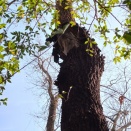 御神木候補(^_^)